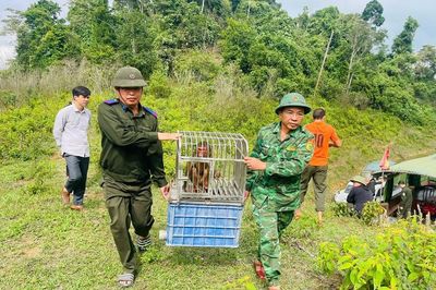 Cận ảnh thả 22 cá thể động vật hoang dã quý hiếm về rừng