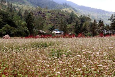 Sắc hoa tam giác mạch níu chân du khách trên Cao nguyên đá