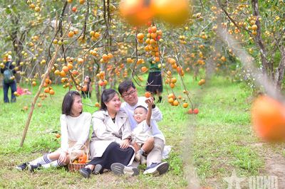 Mùa hồng chín níu chân du khách tại Đà Lạt