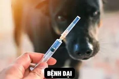 Đồng Nai khẩn trương xử lý ổ dịch dại sau khi phát hiện 1 trường hợp tử vong