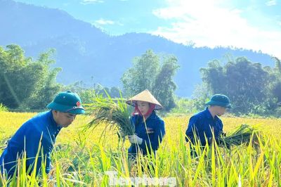 'Áo xanh' xuống đồng chạy đua với mùa gặt