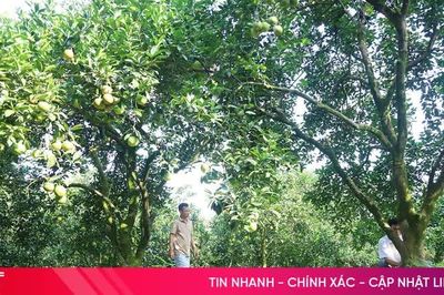 Vườn cam 'cổ thụ' ở Đồng Lộc