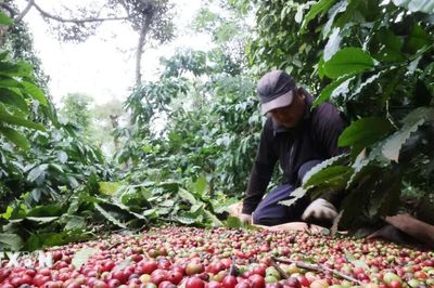 Giá cà phê Tây Nguyên xuống dưới 90.000 đồng một kg, giá gạo đi ngang