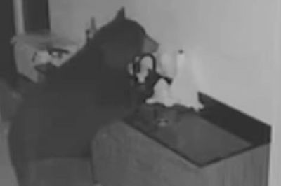 Xem lại camera, người phụ nữ sốc nặng khi thấy cảnh tượng trong đêm