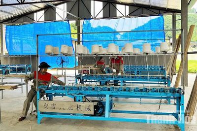 Đồng Lương phát triển kinh tế lâm nghiệp