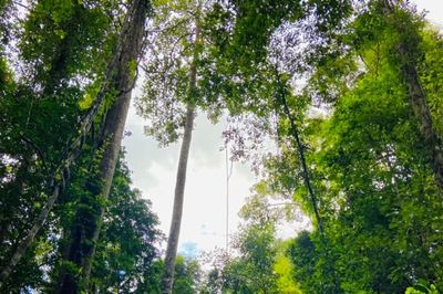 Thảo nguyên Lalang, miền xanh vẫy gọi