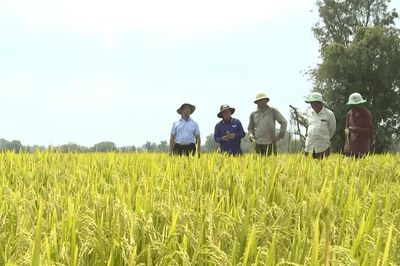Đảng viên đi trước, giá trị hạt lúa vươn xa