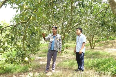 Mùa quả ngọt trên đất Bằng Luân