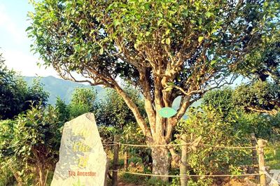 Đất đồi Đồng Phúc tỏa hương chè