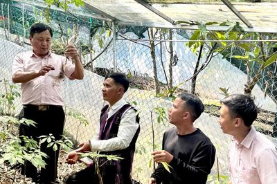 Khát vọng lớn từ cây sâm nhỏ