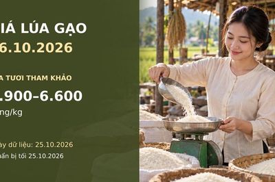 Giá lúa gạo hôm nay 26.10.2026: Người bán giữ giá, giao dịch còn chậm