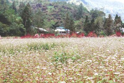 Tam giác mạch nhuộm hồng cao nguyên đá