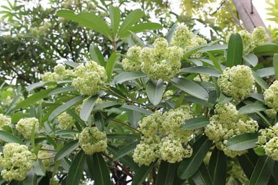 TS Trần Văn Miều: Cần ứng xử hài hòa với hoa sữa, giữ ký ức Hà Nội