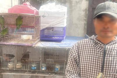 Mua bán 36 cá thể chim hoang dã, một người đàn ông bị khởi tố