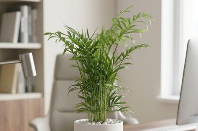 Ý nghĩa phong thủy và cách trồng cây cau tiểu trâm
