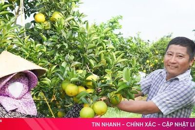 Mùa vàng trên những đồi cam chanh ở Kim Hoa