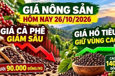 Giá nông sản hôm nay 26/10: Cà phê chịu sức ép mạnh, hồ tiêu giữ vùng giá cao