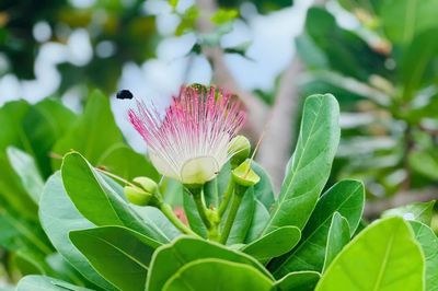 Hoa bàng vuông nở một miền thương nhớ