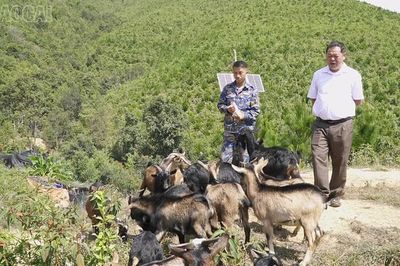 Nghị lực làm giàu của cựu chiến binh Thào A Rùa
