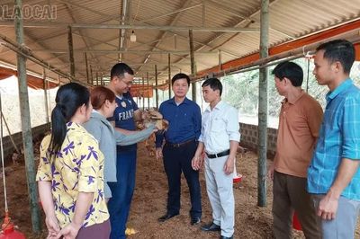 Lào Cai đẩy nhanh giải ngân chính sách hỗ trợ phát triển chăn nuôi hàng hoá