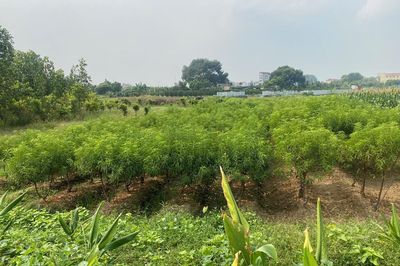 Sở Xây dựng Phú Thọ yêu cầu đẩy nhanh giải phóng mặt bằng Khu đô thị Yên Lạc - Dragon City