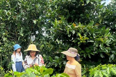 Cà phê Khe Sanh mở hướng nhân rộng mô hình đo lường dấu chân carbon
