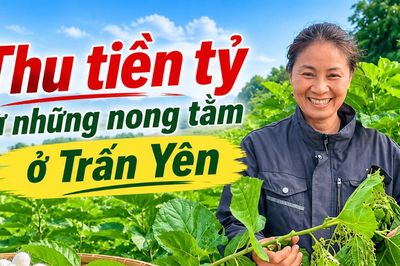 Thu tiền tỷ từ những nong tằm ở Trấn Yên