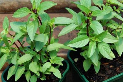 3 loại rau trồng trong chậu nhỏ, hái xong lại ra lá mới, nhà có ban công nên thử