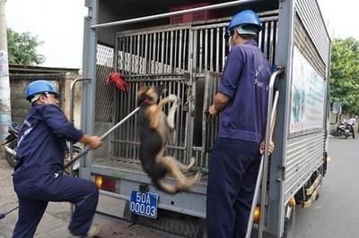 Xử phạt nghiêm hành vi thả rông vật nuôi tại nơi công cộng