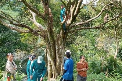 Đà Nẵng: Xã Trà Vân phát triển sinh kế từ nông lâm nghiệp bền vững