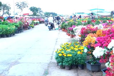 Chợ Hoa Xuân Bình Điền 2027: Hỗ trợ nhà vườn, phục vụ người dân