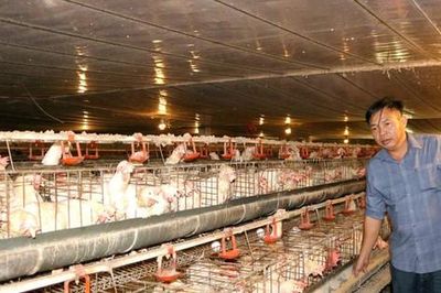 Xã Mỹ Đức: Hội viên nông dân làm giàu nhờ nuôi gà Ai Cập