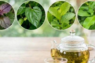 4 loại lá thảo dược trong vườn giảm acid uric tốt cho người bệnh gout (gút)