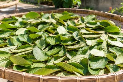 Lá ổi sấy hay phơi nắng tốt hơn để pha trà?