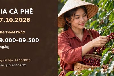 Giá cà phê hôm nay 27.10.2026: Robusta chịu sức ép nguồn cung