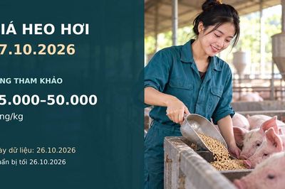Giá heo hơi hôm nay 27.10.2026: Theo dõi sức mua sau nhịp giảm