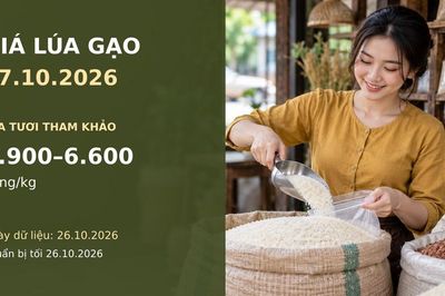 Giá lúa gạo hôm nay 27.10.2026: Gạo thơm xuất khẩu ở mức nào?