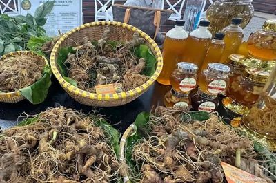 'Khoảng trống' kiểm định ở vùng sâm Ngọc Linh