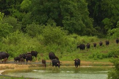 Vietnam Wild Live mùa 2 mang 'lớp học thiên nhiên' từ Cát Tiên đến mọi gia đình
