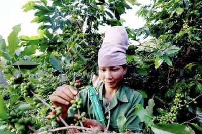 Cà phê Arabica Sơn La sắp lên sàn đấu giá tại Hawaii, Mỹ