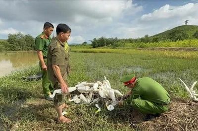 Tăng kiểm tra, ngăn chặn tình trạng tận diệt chim hoang dã