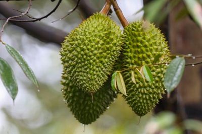 Xuất khẩu rau quả trước cơ hội lập kỷ lục mới