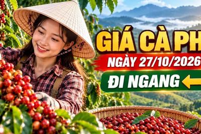 Giá cà phê hôm nay 27/10/2026: Đi ngang dưới mốc 90.000 đồng/kg