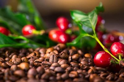 Giá cà phê hôm nay 27/10/2026: Tây Nguyên giảm tới 700 đồng/kg, giá rang xay vẫn tăng