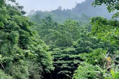 Chung sức giữ rừng Xuân Sơn
