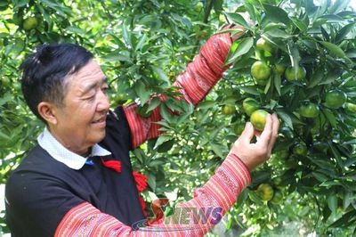 Người gieo trái ngọt trên đất dốc