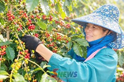 Mường Chanh vào vụ cà phê