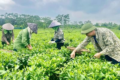Chè Trung du: Hồn đất, tình người