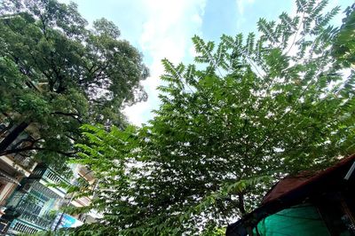 Hà Nội: Cấm trồng 18 loài cây, cây xanh hiện hữu được xử lý thế nào?
