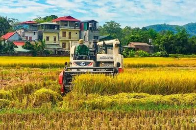 Hòa An sản lượng lương thực vụ mùa ước đạt hơn 4.385 tấn